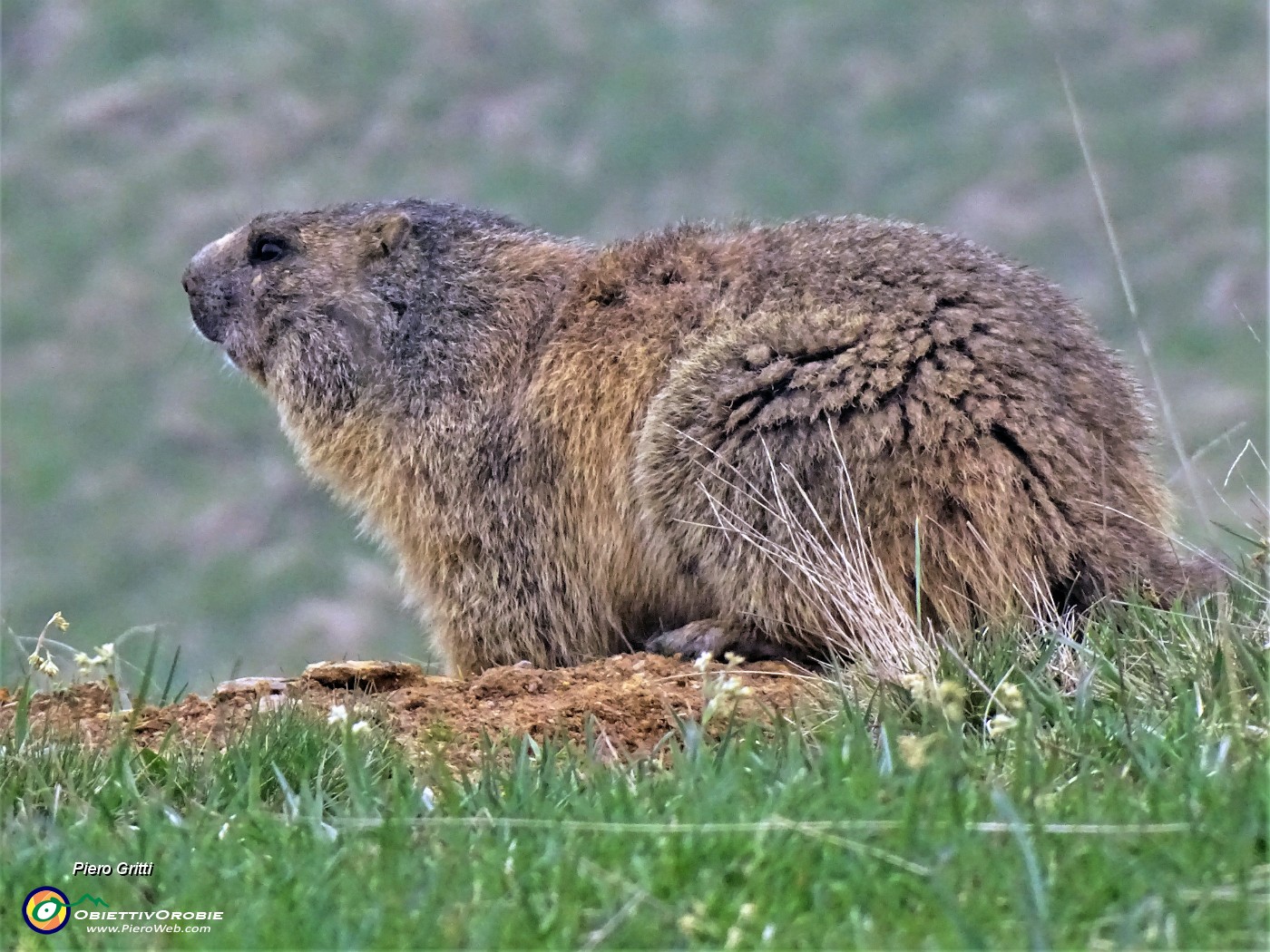 66 Marmota marmota (Marmotta delle Alpi) in osservazione.JPG -                                